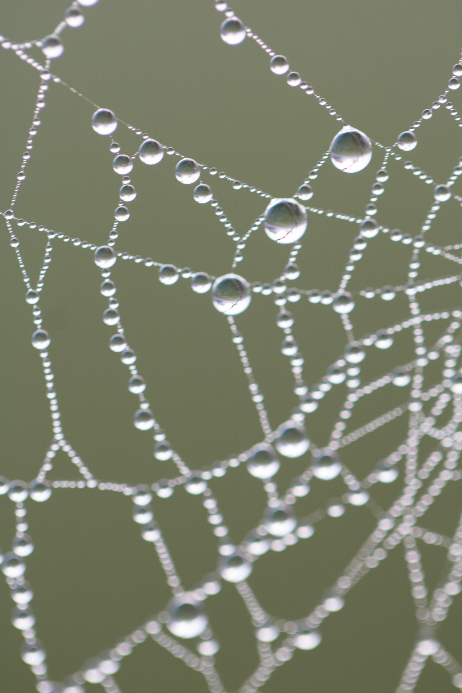 acqua, natura, riflessione, ramo, brina, modello, ragno, rugiada, Aracnide, far cadere, netto, vatten, natur, Spindeln t, Materiale, gocciolina, s dersl TT, reflektion, modello canoneos760d exif, geocountry, Marca fotocamera Canon, Geocity, modello di fotocamera canoneos760d, exif ISOSPEED 250, geostate, geolocalizzazione, exif fare canon, m nster, exif focalLength 100 millimetri, ef100mmf28lmacroisusm lente exif, Dagg, n t, apertura exif 28, vattendroppe, ala, fauna, fotografia macro, invertebrato, umidità, artropodo, ragnatela, oppureb ragno tessitore, araneus