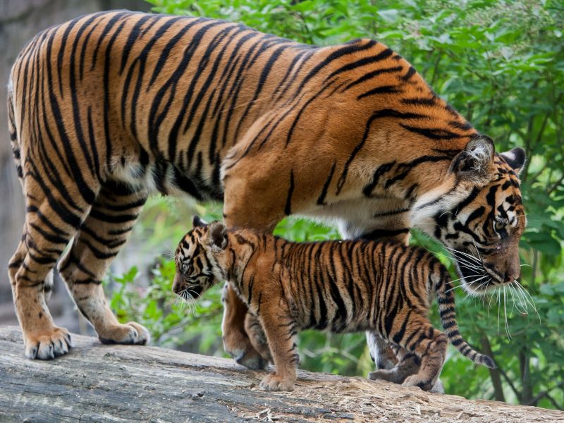zvěř, tygr, Volně žijících živočichů, velké kočky, zoologická zahrada, džungle zvěř, tygr, Volně žijících živočichů, velké kočky, zoologická zahrada, džungle