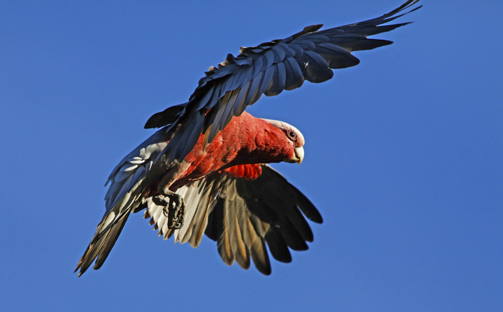 letní, Volně žijících živočichů, Let, Papoušek, Austrálie, Victoria, influenza, národní geografie, Galah, ptáčník, Cacatua, Eolophusroseicapillus, closetonature, Westerfoldspark, concordians, slbflying