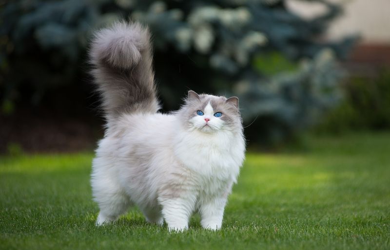 2048x1318 px, animaux, yeux bleus, chat, herbe, vert