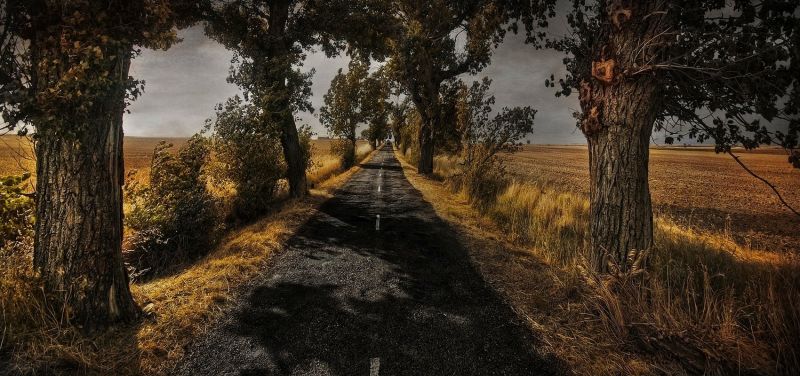 τοπίο,φύση,ηλιακό φως,δέντρα,δάσος,γρασίδι