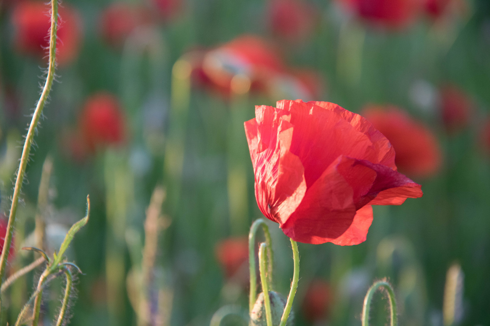 Příroda, Červené, tráva, pole, tyč, květ, rostlina, mák, flóra, Blomma, f lt, vallmo, exif modelu canoneos760d, Kamera aby kánon, Model fotoaparátu canoneos760d, geolocation, EXIF čočka efs18200mmf3556is, EXIF otvor 56, exif aby kánon, exif focallength 150mm, exif isospeed 1000, okvětní lístek, skateholm, louka, divoká rostlina, coquelicot, botanika, suchozemská rostlina, kvetoucí rostlina, jednoletá rostlina, makro fotografie, tráva rodina, závod stonek, mák rodina