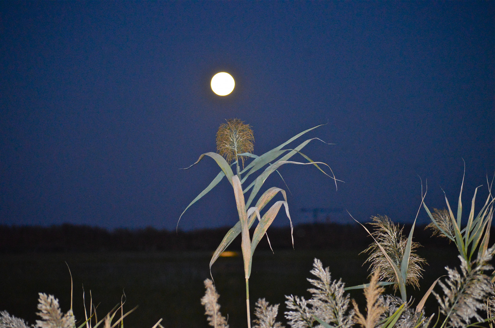 noc, voda, odraz, tráva, nebe, Měsíc, azul, Luna, Los Angeles, strom, rostlina, cielo, noche, de, arroz, el, tma, Ó, tierra, comunidad, Valenciana, tráva rodina, Marjal, jev, llena, Pego