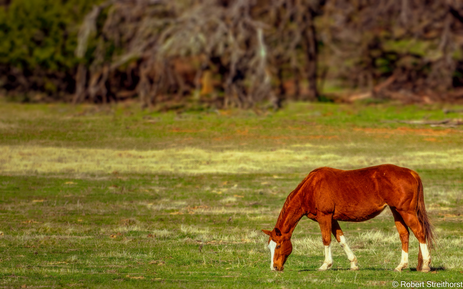Wallpaper grass, field, wildlife, grassland, pasture, tx, foal