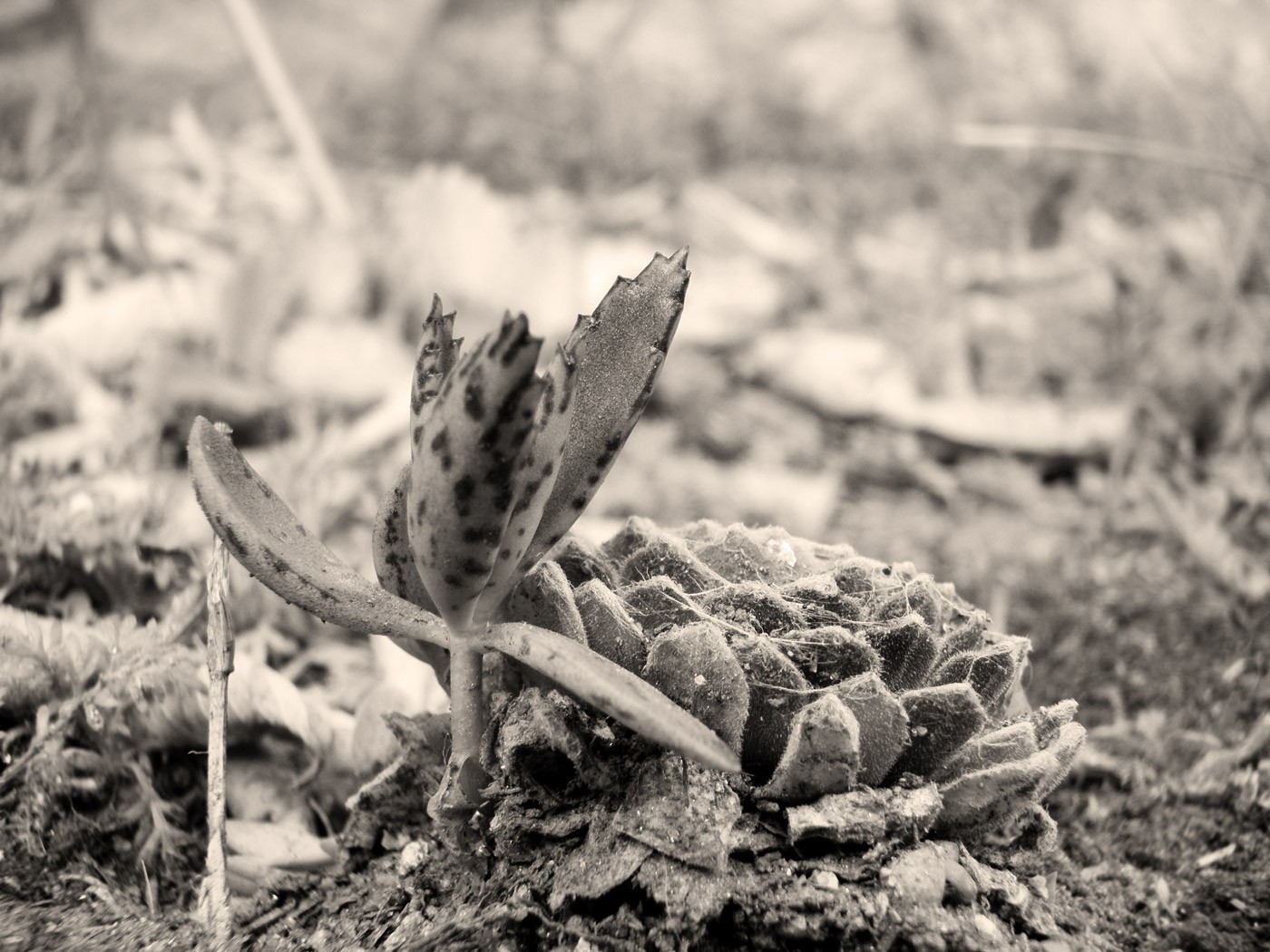 černobílý, Příroda, tráva, rostliny, fotografování, detailní, mráz, kaktus, strom, list, květ, rostlina, sezóna, flóra, fauna, půda, Černý a bílý, monochromatické fotografování, botanika, kvetoucí rostlina, zblízka, makro fotografie, tráva rodina