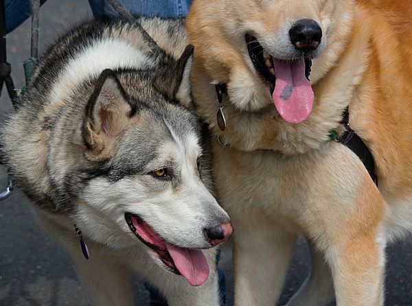 dog, calm, fur, Pets, Siberian Husky, Alaskan Malamute