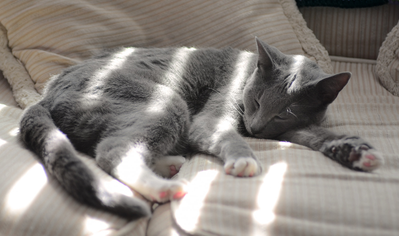 เดสก์ทอป, วอลล์เปเปอร์, ดวงอาทิตย์, แดด, แมว, เทา, ลูกแมว, แมว, งีบหลับ, ความสงบ, นอน, พื้นหลัง, เทา, ลาย, คิตตี้, เงียบสงบ, ความเงียบสงบ, เงียบสงบ, ที่นอน, โชคดี, สงบ, แมวเหมียว, สงบ, desktopwallpaper, ลูกแมว, พื้นหลังของเดสก์ทอป, ลูกแมว, หีบ, kittiecat, hellopusycat