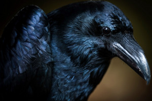 Crow Wallpaper Hd Wallpapers Wallhere