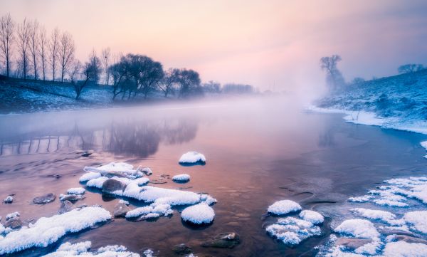 tree trunk,mist,snow,water,cloud nine,overgrown
