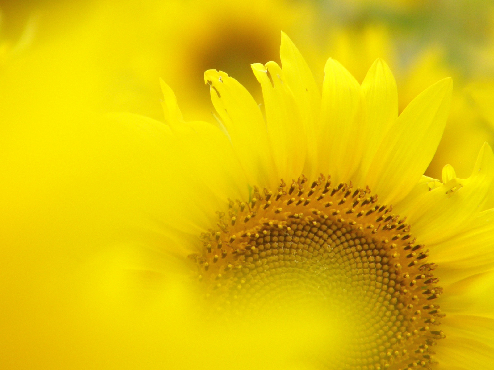 Wallpaper flower, yellow, sunflower seed, close up, pollen, macro