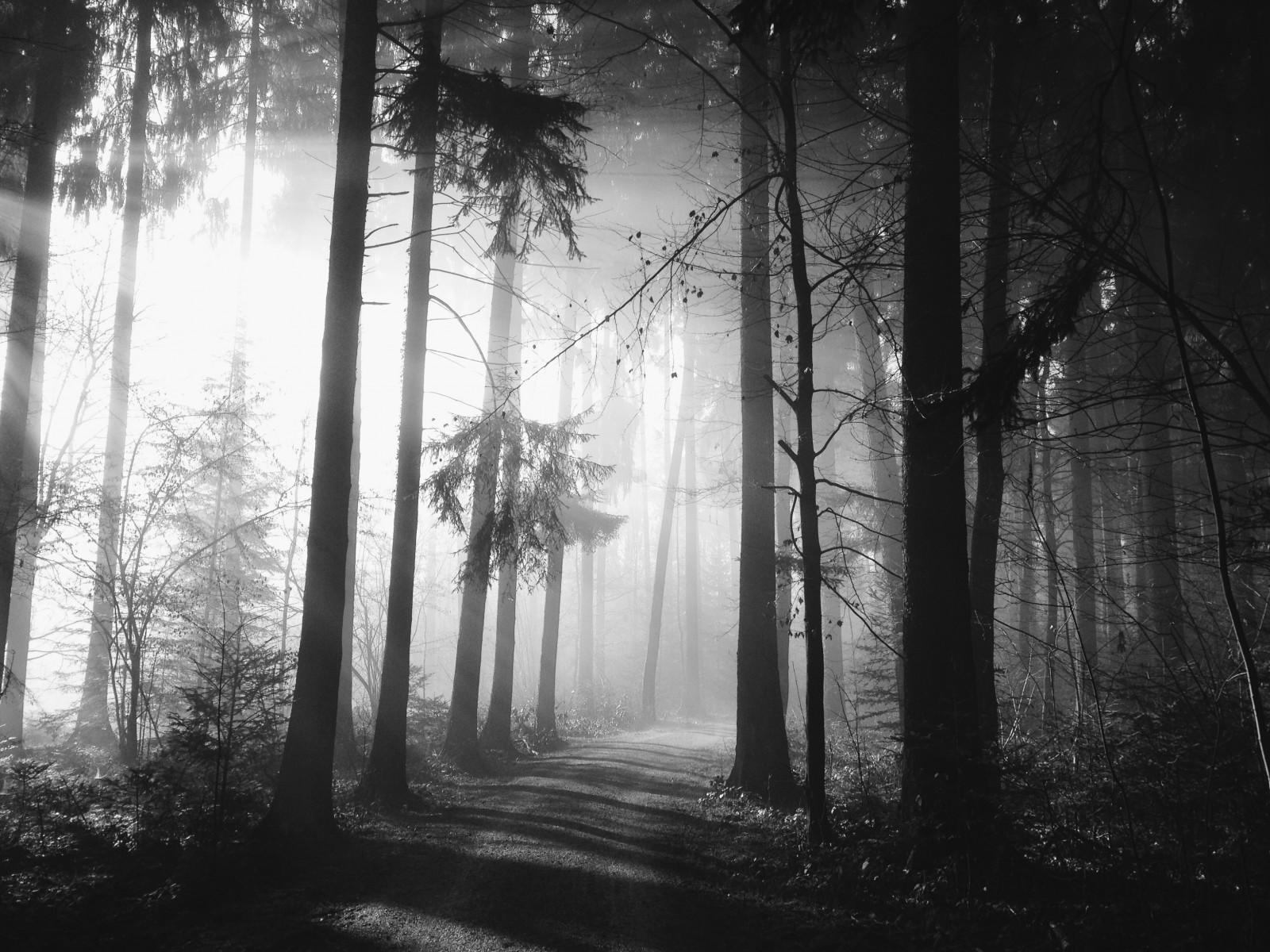 slunečnímu záření, stromy, krajina, les, černobílý, Příroda, nebe, zima, fotografování, dřevo, větev, ráno, mlha, slunce, atmosféra, Švýcarsko, iPhone, světlo, paprsky, strom, mlha, Sluneční svit, tma, Wald, zálesí, háj, Černý a bílý, monochromatické fotografování, dřevina, mírné jehličnatý les, prales, paprsek světla, jev, stock photography, spruce fir forest