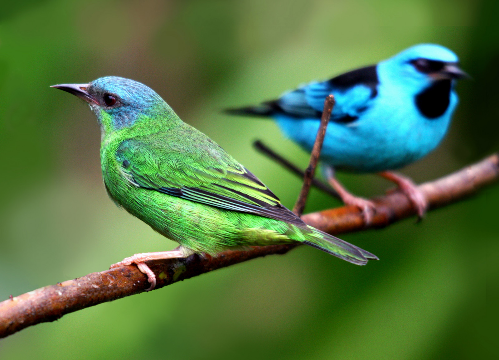Příroda, větev, zelená, Volně žijících živočichů, zobák, pták, pozorování ptáků, natureza, abigfave, fauna, Soe, colorphotoaward, ultimateshot, p ssaro, Aves, oiseaux, avianexcellence, thewonderfulworldofbirds, prohlížení pták, obratlovců, zelená jay, indigo Bunting
