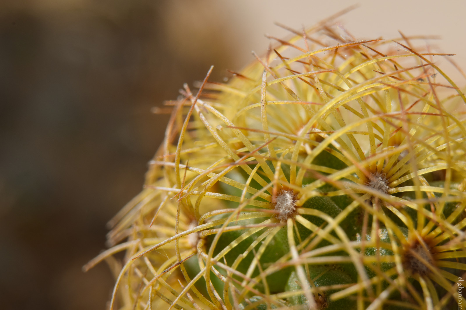 natur, græs, fotografering, tæt på, makro, afdeling, gul, Nikon, kaktus, efterår, blad, blomst, plante, flora, fauna, wildflower, botanik, jord plante, blomstrende plante, tæt på, makrofotografering, torne pigge og torne, græs familie, stængelplante