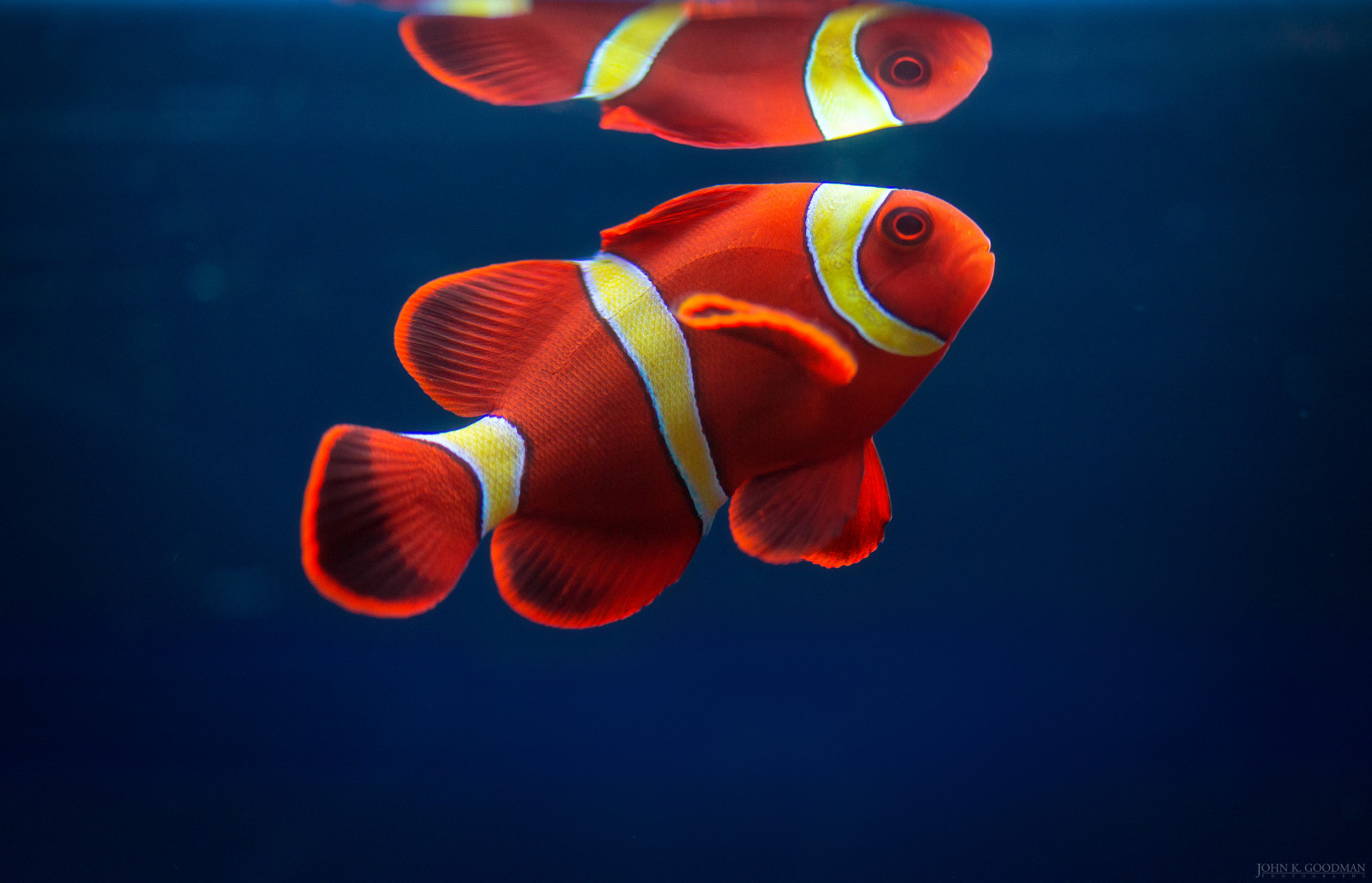 moře, voda, Příroda, Červené, odraz, nachový, Ryba, nádrž, Pod vodou, oranžový, plody moře, sůl, klaun, zlatá rybka, teplý, samet, chapadla, Clownfish, tóny, Bodnutí, Pacifik, světlo, zvíře, chladný, krása, oceán, mořský, tma, skvělý, dostupný, ngc, grafika, počítač tapeta, makro fotografie, bezobratlý, mořská biologie, hlubinné ryby, organismus, korálový útes fish, Pomacentridae, pomacanthidae, sasanka ryby, kolonie, bony fish