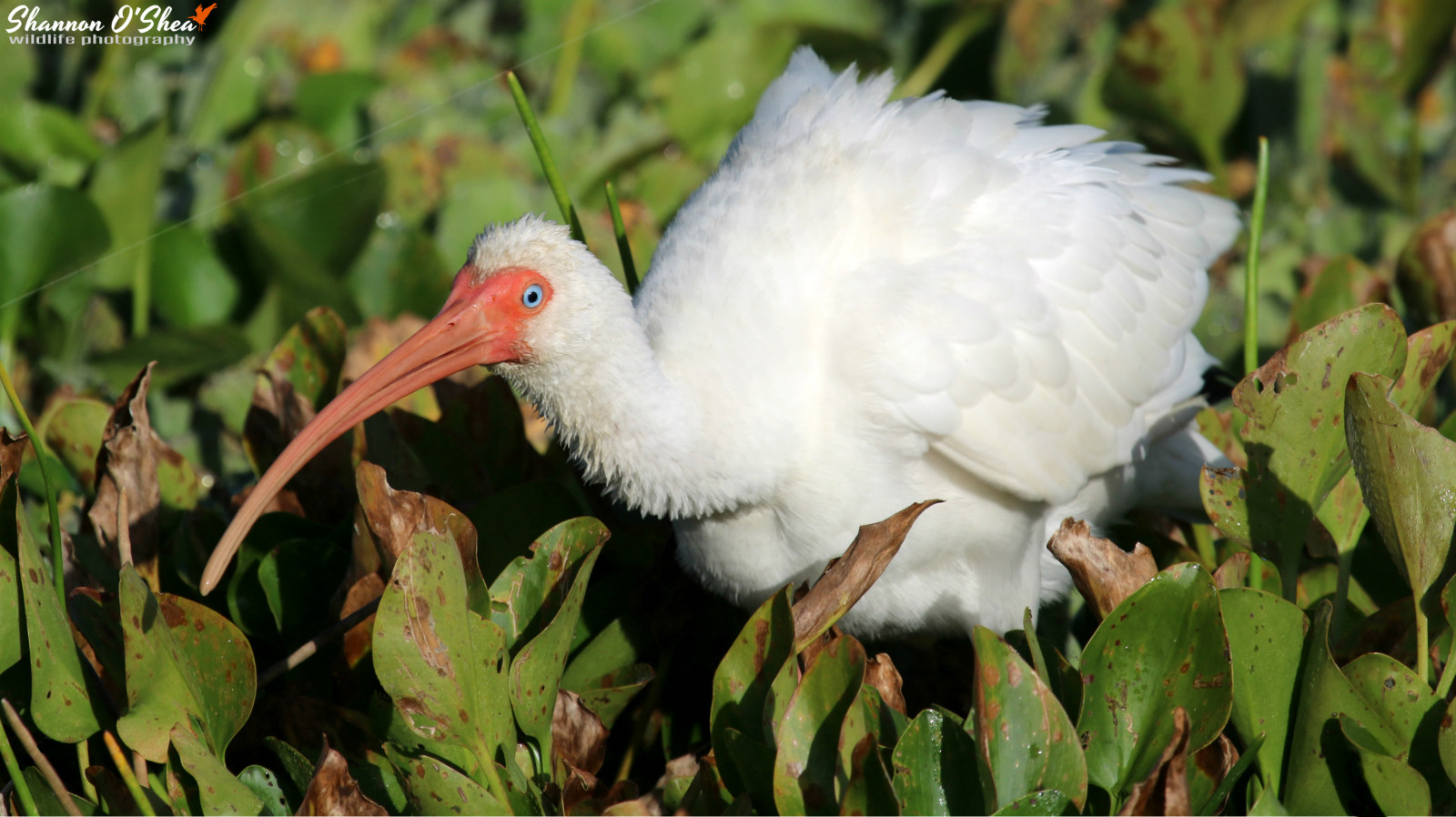barvitý, listy, bílý, Příroda, venku, peří, zelená, Volně žijících živočichů, Kánon, Vánoce, zobák, Florida, Účtovat, čáp, ibis, flickr, venkovní, pták, modré oči, načechraný, fauna, vodní ptáci, shannonroseoshea, obratlovců, mokřady, whiteibis, shannonosheawildlifephotography, shannonoshea, Shannon, orlandowetlandspark, wwwflickrcomphotosshannonroseoshea, canoneosrebelt6i, canont6i, canonrebelt6i, eost6i, eosrebelt6i, rebelt6i, t6i, canon100400mm14556lis, Ciconiiformes, čáp bílý