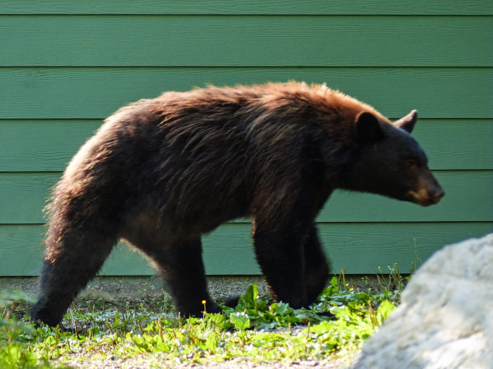 medvěd, divoký, Kanada, Příroda, zvíře, chůze, dřevěný, rodák, Volně žijících živočichů, Alberta, divoké zvíře, přístřeší, boční pohled, Černý medvěd, ursusamericanus, Všežravce, watertonlakesnationalpark, Americanblackbear, Cinnamonblackbear, Ordercarnivora, Familyursidae, conservationstatusleastconcern, Genusursus, Sofcalgary, Subspeciesursusamericanuscinnamomum, Podél parkoviště