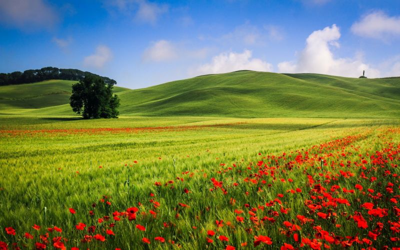 Feld,Mohnblumen,2560x1600 px,Landschaft,Sommer-