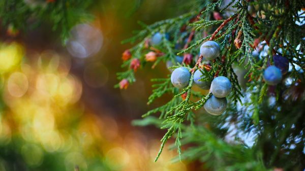 sunlight,depth of field,nature,plants,macro,branch
