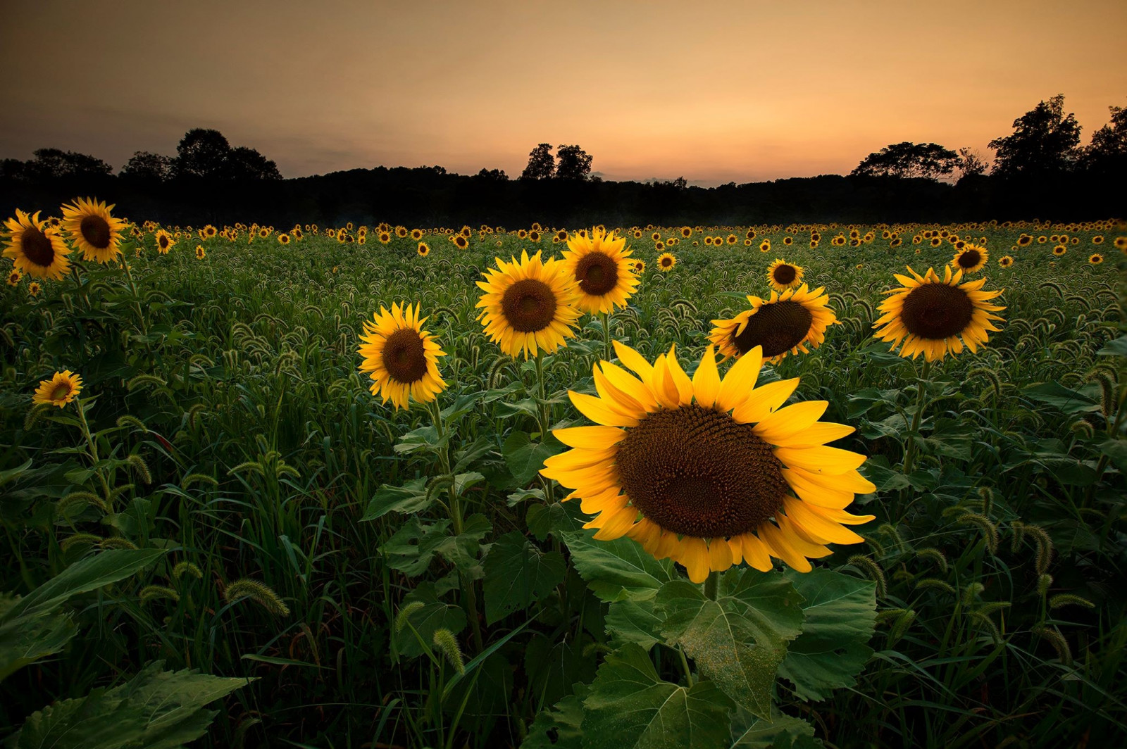 tramonto, fiori, natura, campo, giallo, girasoli, fiore, pianta, girasole, flora, prato, Fiore di campo, prateria, botanica, impianto di terra, pianta fiorita, famiglia delle margherite, semi di girasole, Asterales