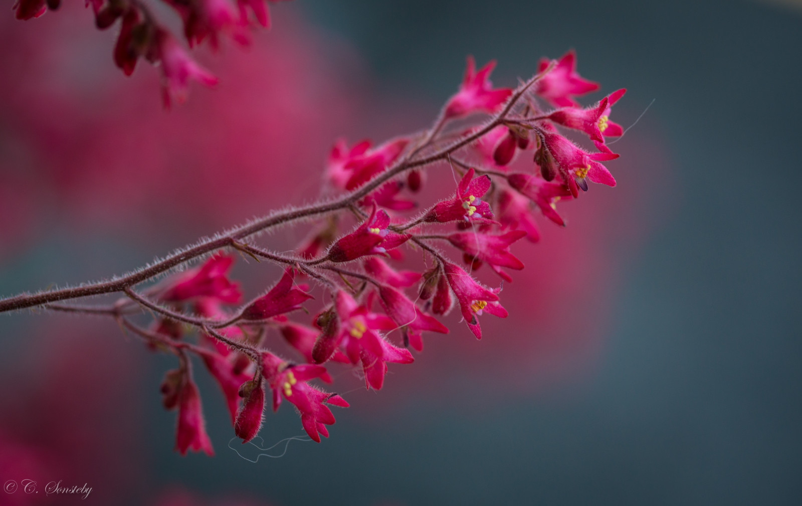 růžový, květiny, letní, květ, makro, Oslo, detailní, Kánon, červenec, Botanická zahrada, botaniskhage, markiii, canon5dmarkiii, ef100mmf28lmacroisusm