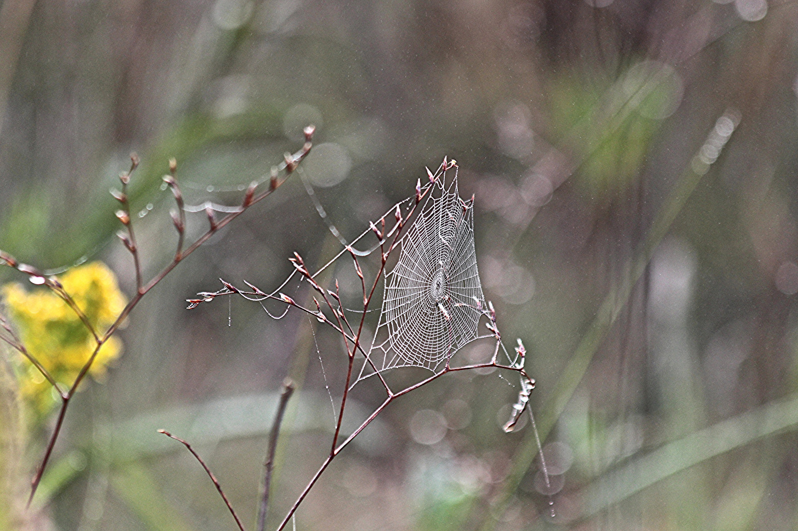 natur, tåge, Canon, dråber, edderkoppespind, tele, dug, naturelover