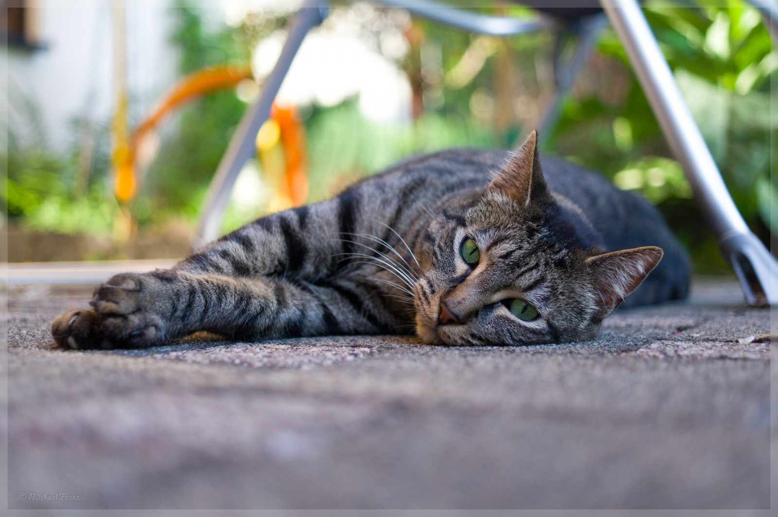 kočka, tráva, tygr, relaxační, kníry, pustošit, roztomilý, fauna, kočka jako savci, čenich, malé až středně velké kočky, mourovatá kočka, domácí krátké vlasy kočka, Evropská krátkosrstá, toyger, dragon li