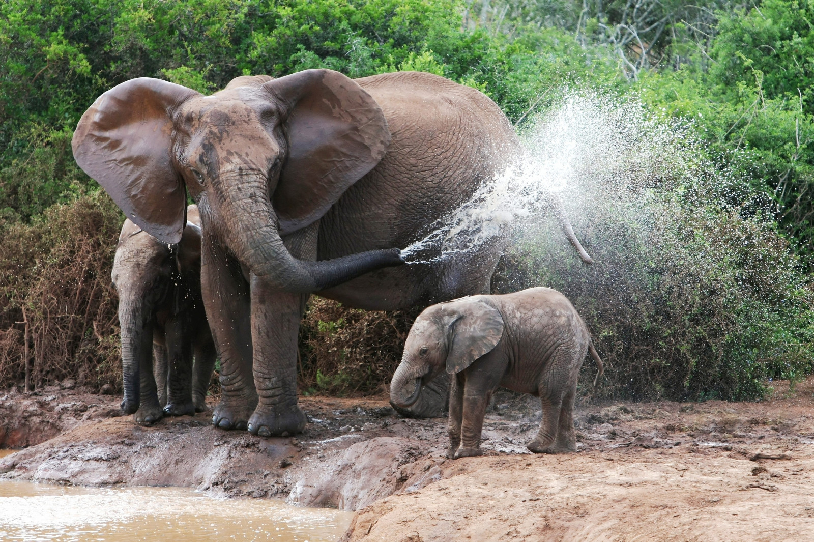 Hintergrundbilder : Elefanten, Baden, weiblich, elephant calves, Wasser ...
