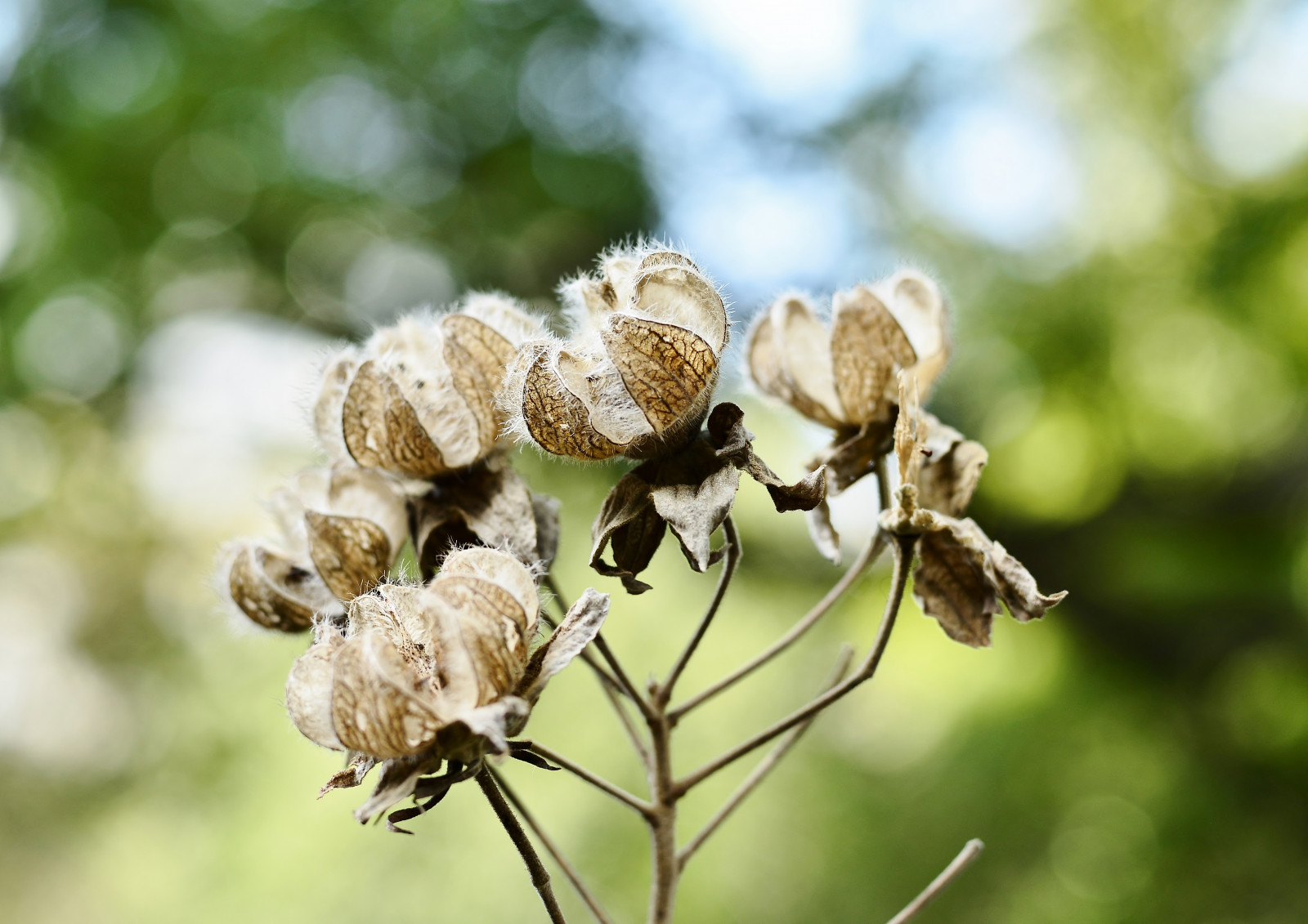 zahrada, Příroda, zima, fotografování, větev, hmyz, zelená, Volně žijících živočichů, květ, jaro, strom, podzim, list, květ, rostlina, flóra, pupen, fauna, divoká rostlina, vyrobit, botanika, suchozemská rostlina, kvetoucí rostlina, dřevina, zblízka, keř, makro fotografie, bezobratlý