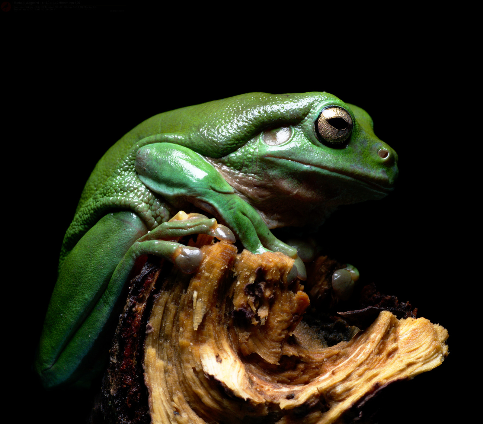 Wallpaper : amphibian, amphibians, Australia, Australian ...