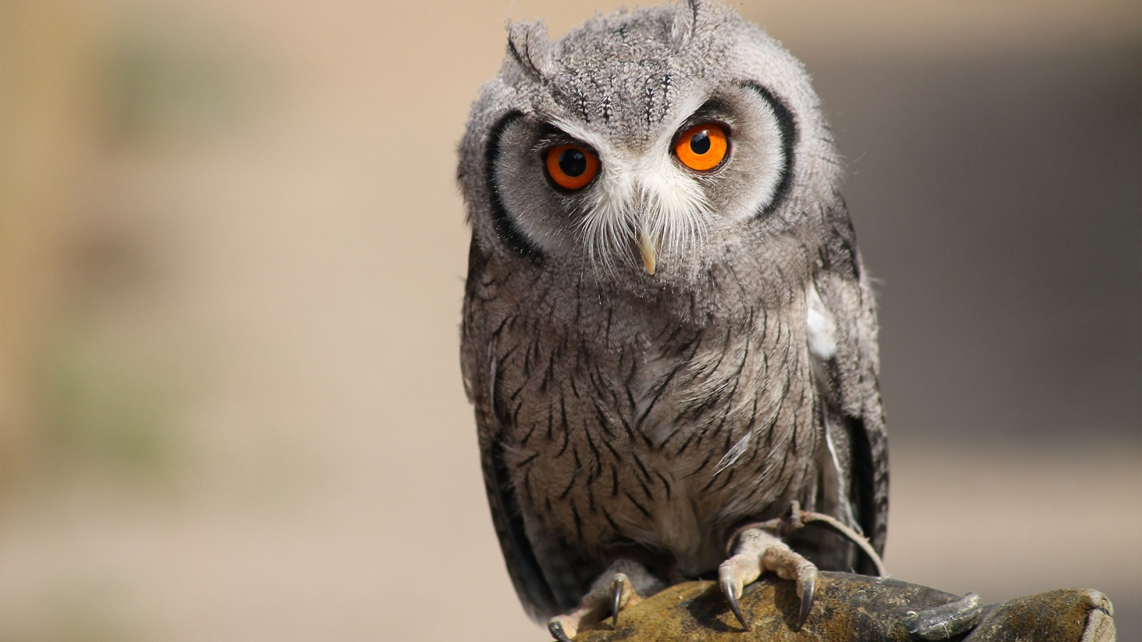 Wallpaper owl, bird, predator, eyes, feathers 1920x1080 goodfon