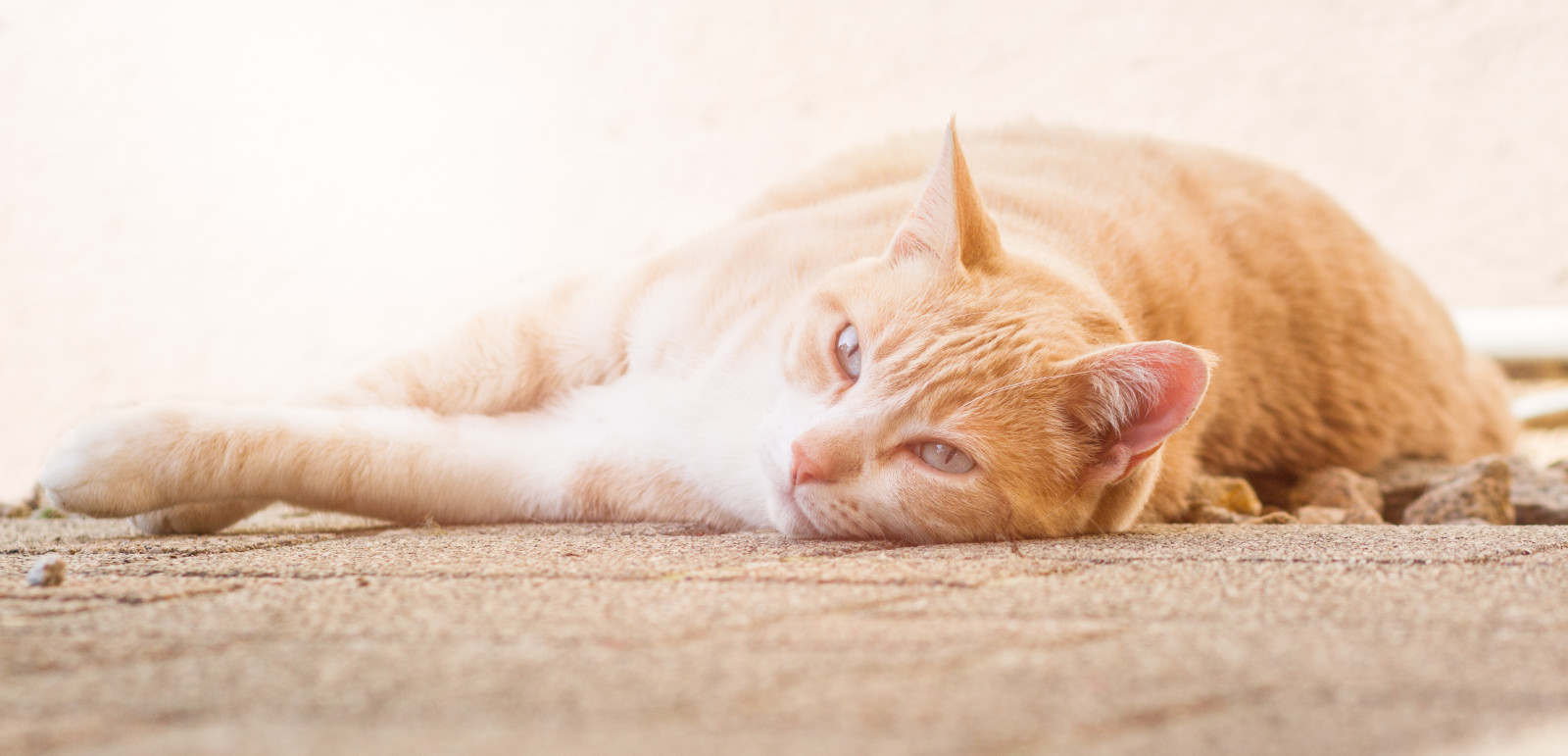 gatto, rosso, tigre, arancia, pelliccia, barba, pelle, gattino, orecchio, gatto come mammifero, grugno, di piccole e medie dimensioni gatti, Zenzero, carnivoran, zampa, stanley