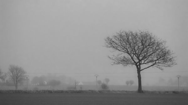 landscape,monochrome,snow,winter,morning,mist