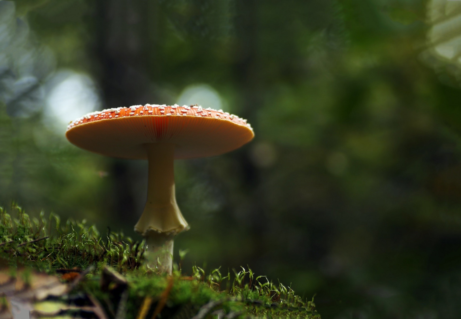 sollys, Skov, natur, græs, makro, champignon, grøn, svamp, efterår, blad, blomst, flora, fauna, skov, botanik, makrofotografering, medicinske svampe, agaric