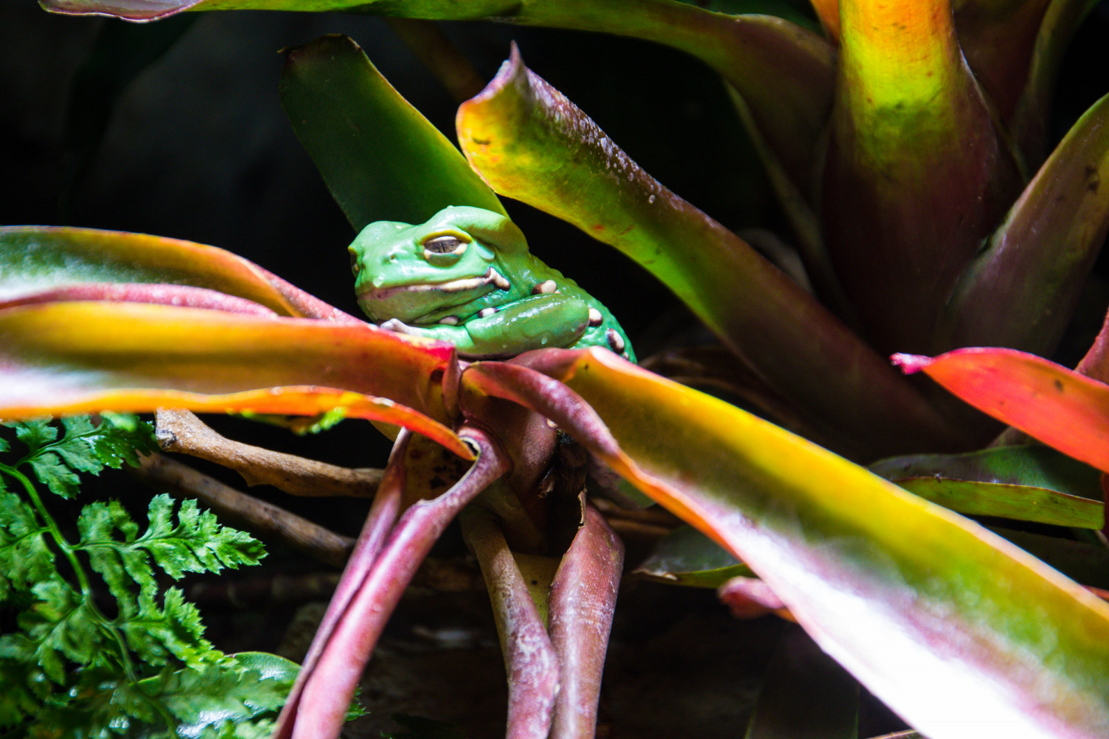 Příroda, zelená, žába, obojživelník, džungle, akvárium, Sverige, biologie, Malm, zvíře, list, květ, rostlina, flóra, sk nel n, se, Malm husslott, akvarie, Groda, tropy, fauna, botanika, zblízka, makro fotografie, Rosnička