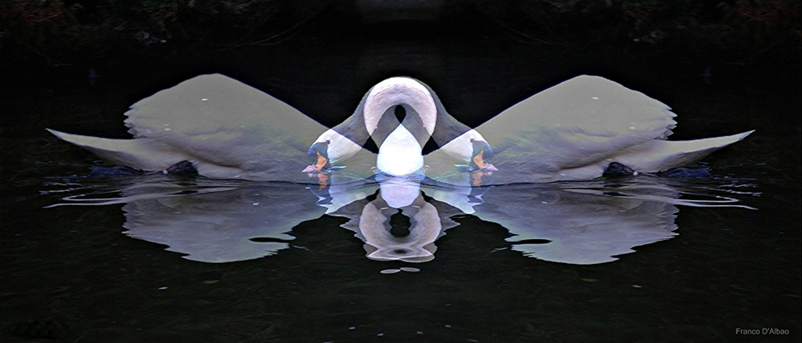 uccello, composizione, cigno, raddoppiare, Ave, cisne, doble, composicion, simetria, Nikond60, yuxtaposici n, dalbao, francodalbao