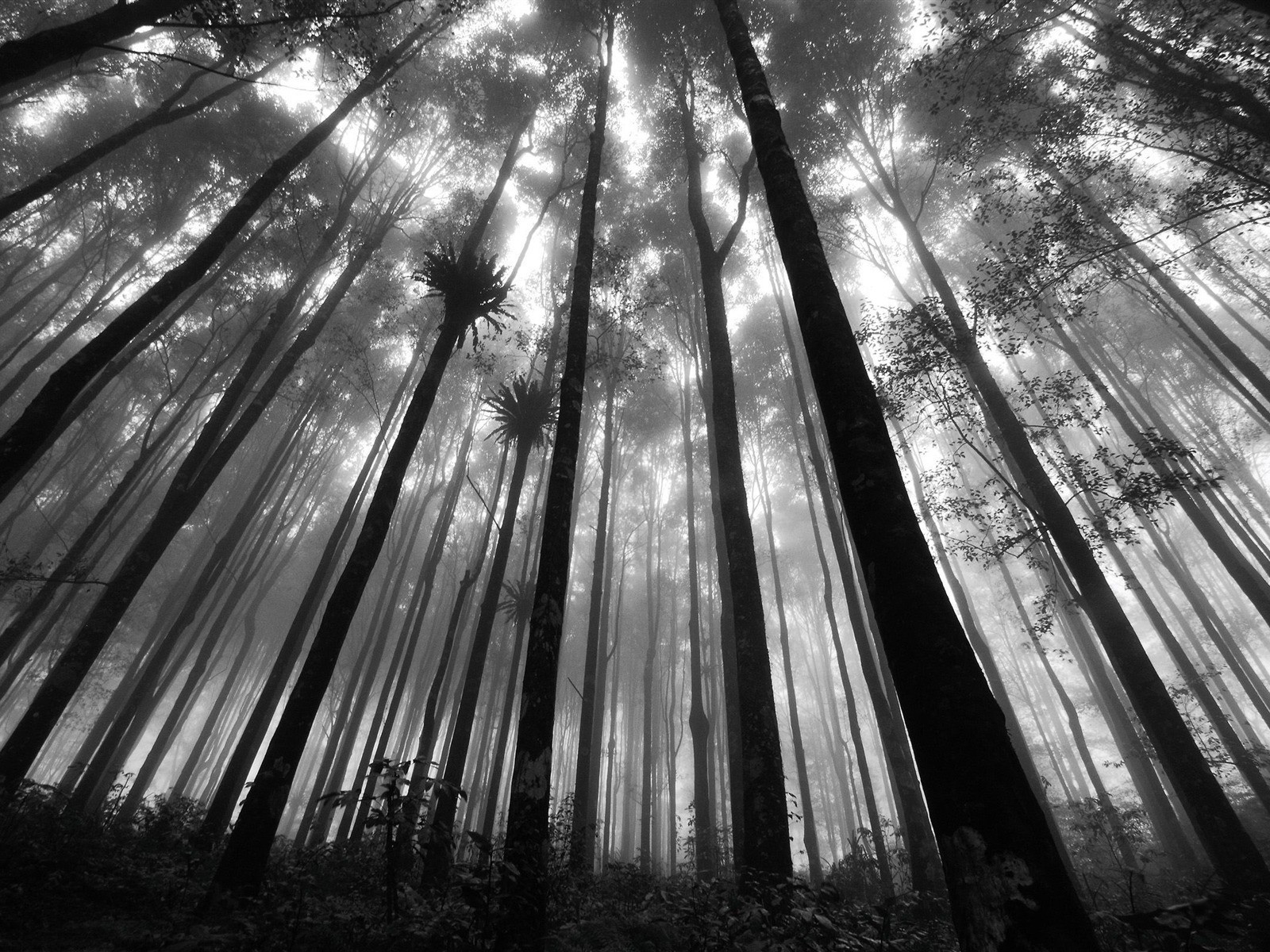 Wallpaper : 1600x1200 px, nature 1600x1200 - goodfon - 1088735 - HD ...