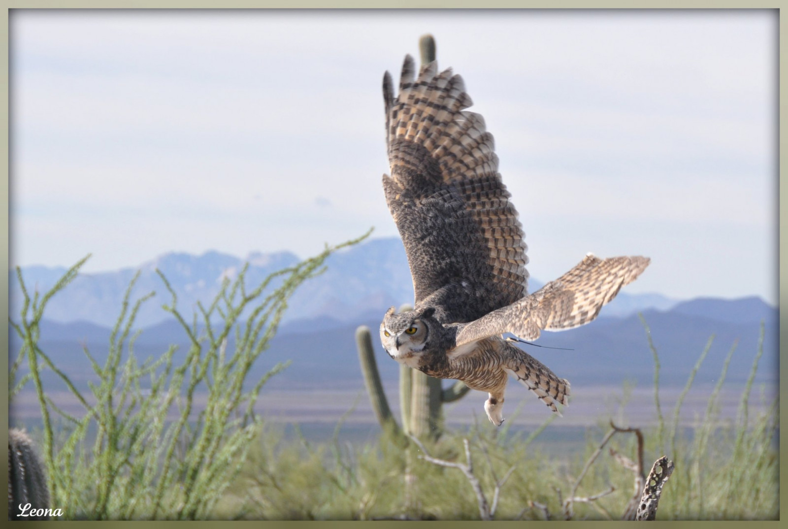 แนวนอน, ท้องฟ้า, ปีก, สีน้ำตาล, สัตว์ป่า, ทะเลทราย, นกล่าเหยื่อ, แคคตัส, นกอินทรี, ปาก, Falcon, กระต่าย, เที่ยวบิน, นก, เหยี่ยว, greathornedowl, อีแร้ง, สัตว์ป่า, picnik, นกฮูกสีเทาที่ยอดเยี่ยม, accipitriformes, อีโครีเจียน, นก, yelloweyes, Desertmuseum, freeflight, softfeathers