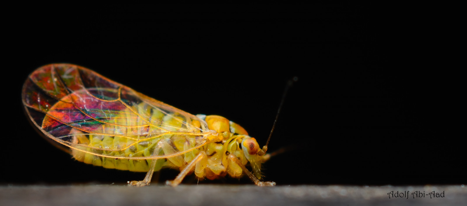 detailní, makro, hmyz, žlutý, Volně žijících živočichů, Nikon, štěnice, Taiwan, makro, křídlo, nikond7000, thephotographyblog, škůdce, flickrelite, hmyzu, makrofotografie, zblízka, makro fotografie, bezobratlý, členovců, organismus, planeta zvířat, insekten, tvor, můry a motýli, compoundeyes, macrophotographie, hemiptera, net okřídlený hmyz, extensiontubes, Kenko, microphotographie, Aputure, aputureextensiontubes, truebug, notyournormalbug, hrající duhovými barvami, hra duhovými barvami, Psyllidae, Jumpingplantlice