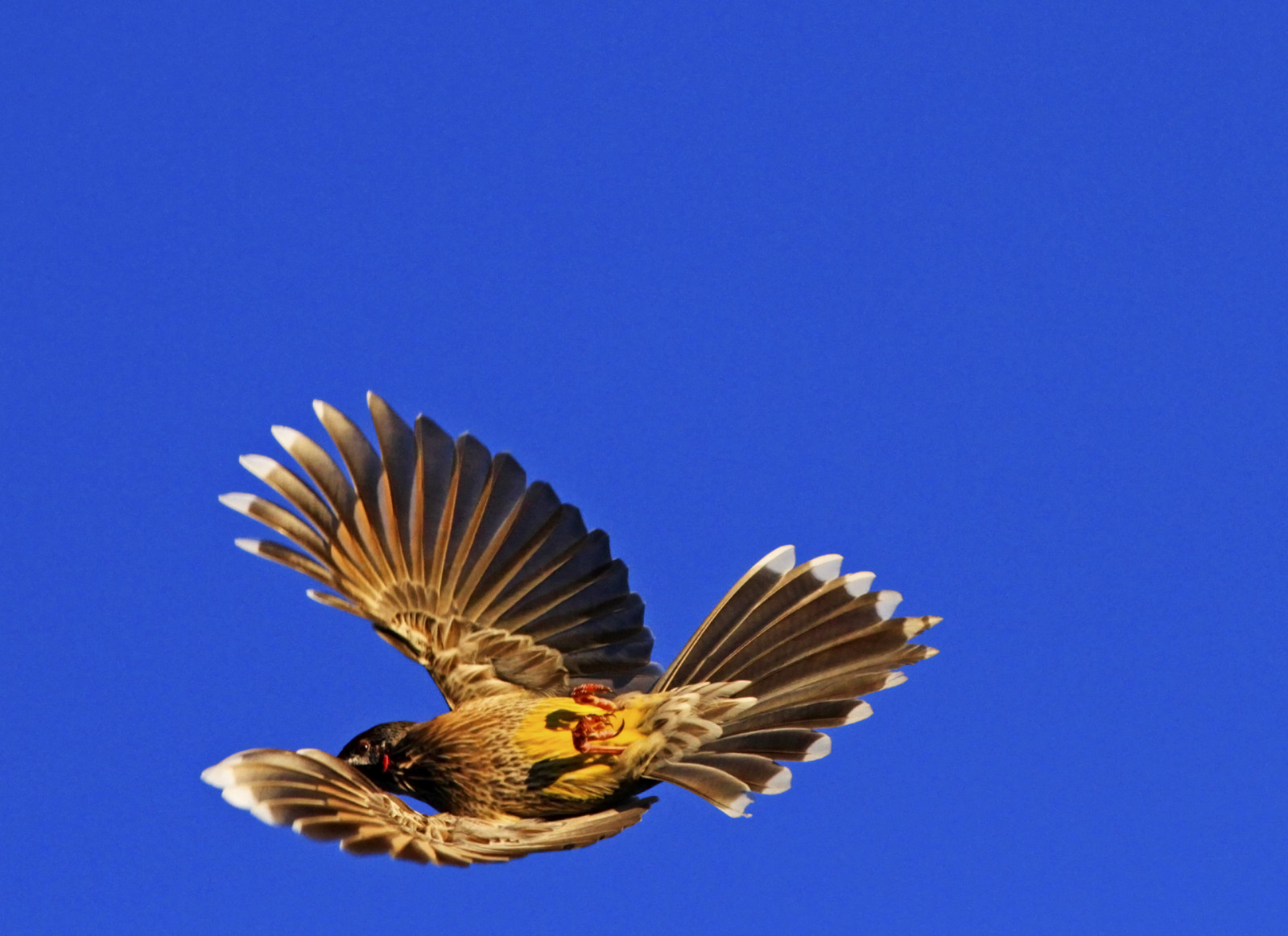 minimalisme, tæt på, blå, forår, Australien, eftermiddag, Victoria, blomst, fugl, inflight, fodring, vinge, concordians, national geografi, birdwatcher, makrofotografi, aviær, siddepinde fugl, makrofotografering, sidelit, anthochaeracarunculata, redwattlebird, banksiapark, slbflying