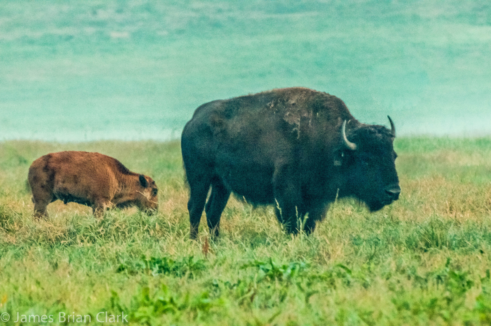landskab, efterår, hvid, illustration, dyr, portræt, natur, rød, græs, parkere, horn, Brun, dyreliv, sommer, bison, sletter, USA, vektor, Montana, bøffel, tundra, Tyr, steppe, national, dyr, græsarealer, forenet, stater, Amerika, vild, sæson, uden for, græs, flok, eng, almindeligt, han-, fauna, pattedyr, amerikansk, stærk, stor, horn, highland, prærie, økosystem, savanne, Badlands, kvæg som pattedyr, ko ged familie, organisme, græsning, planteæder, økoregion, arter, yellowstone, amerikansk bison, truede, bisonbison, skure, slægten, hovdyr, terrestrial animal, stumbras