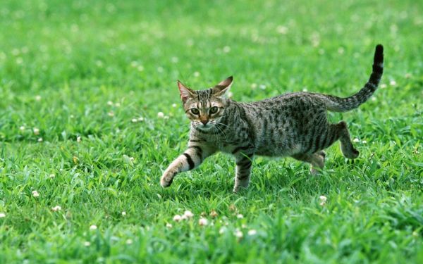 cat, eyes, grass, wildlife, wild cat, bobcat