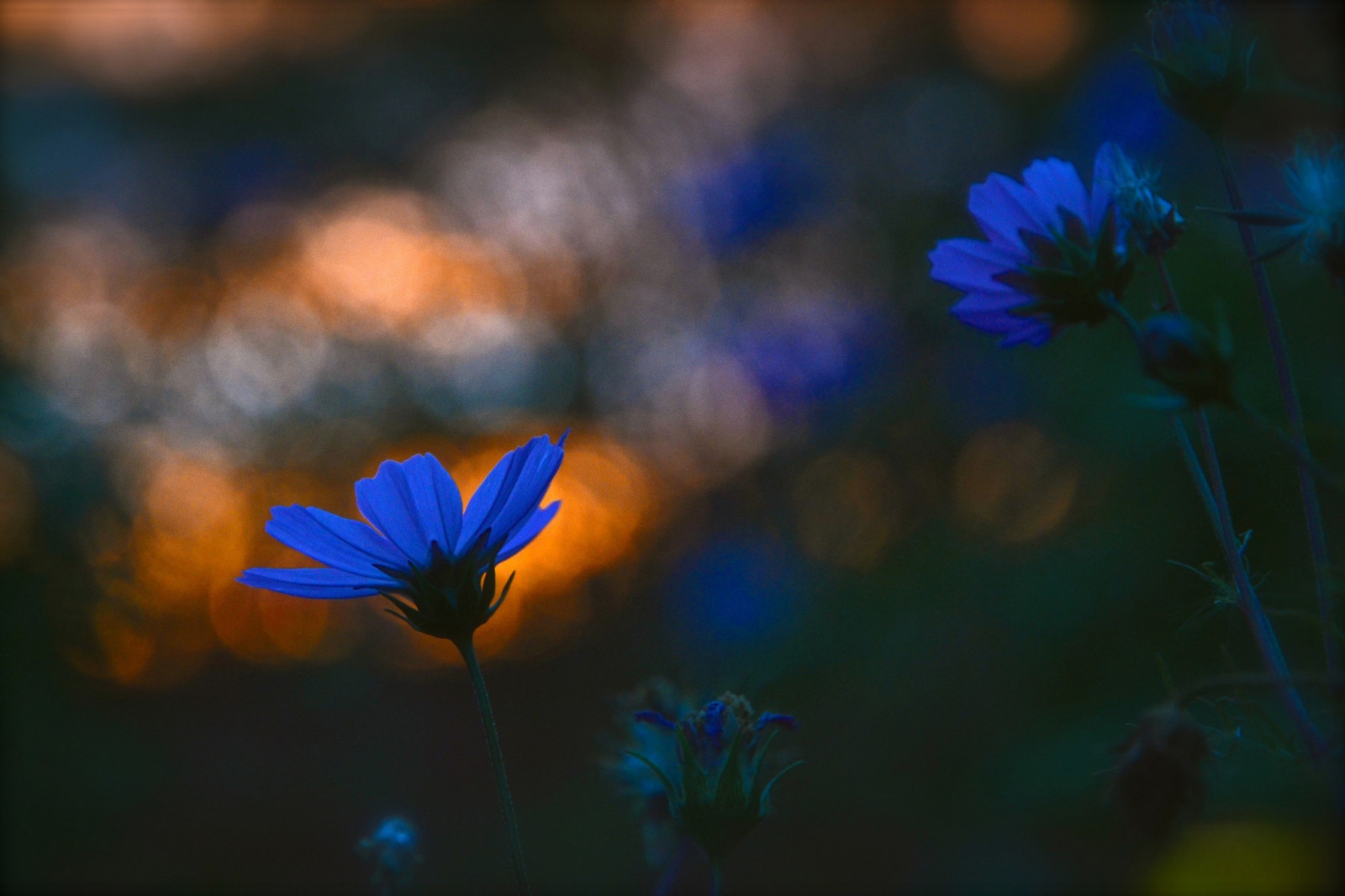 slunečnímu záření, květiny, Příroda, odraz, nebe, rostliny, makro, zelená, modrý, květ, světlo, barva, list, květ, rostlina, flóra, okvětní lístek, divoká rostlina, počítač tapeta, suchozemská rostlina, kvetoucí rostlina, zblízka, makro fotografie, daisy rodina