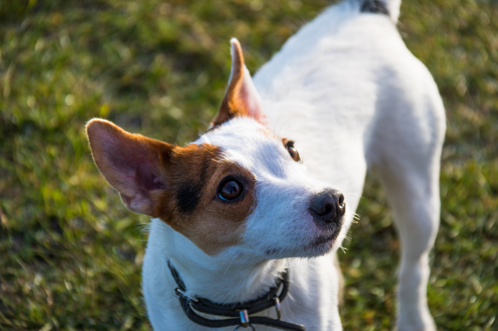 тапети : Джак ръсел териер, Hund, smygehuk, гръбначен, куче като ...