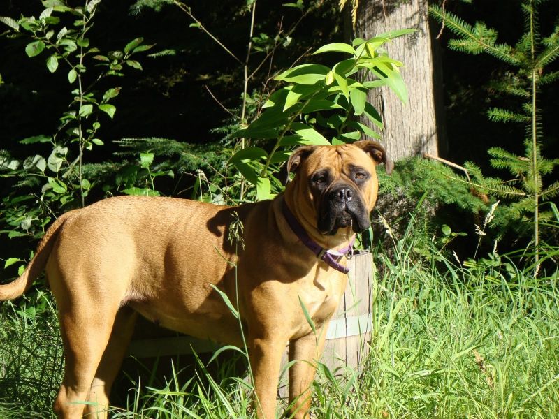 1600x1200 px, Bullmastiff, σκύλος, Σκύλοι