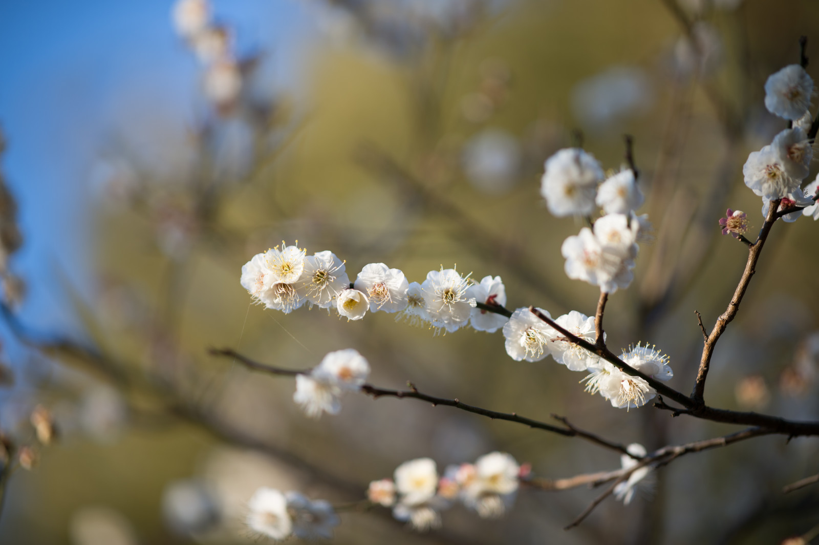 Japonsko, slunečnímu záření, jídlo, Příroda, větev, ovoce, Třešňový květ, Nikon, květ, jaro, Tokio, jp, strom, NIKKOR, podzim, list, květ, rostlina, sezóna, švestka, UME, flóra, afs105mmf14eed, afsnikkor105mmf14eed, df, Ikegami, japaneseapricot, ikegamiplumpark, větvička, vyrobit, botanika, zblízka, makro fotografie