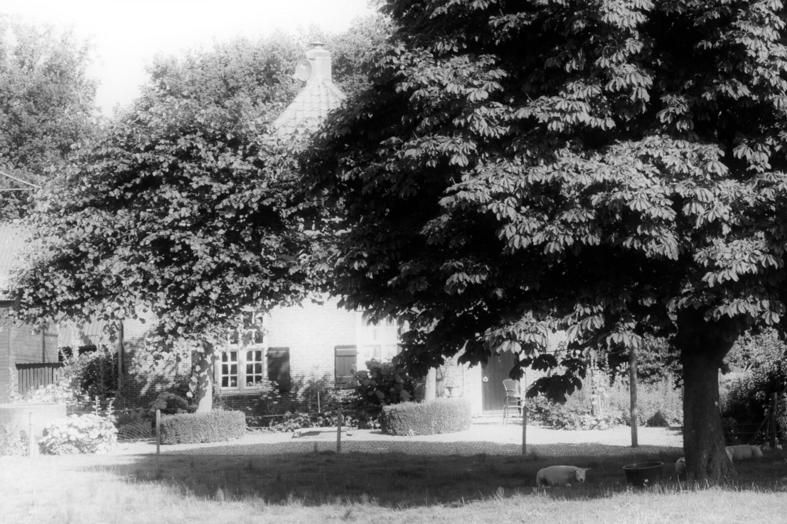 slunečnímu záření, stromy, krajina, listy, bílý, Černá, černobílý, květiny, zahrada, Příroda, tráva, nebe, stín, sníh, zima, větev, Dům, židle, dějiny, čas, atmosféra, letní, Nikon, dveře, ovce, Utrecht, 2011, světlo, strom, scenérie, list, Pohled, rostlina, tělesné, momenty, Okna, odstín, Černý diamant, brána, domů, složení, Nizozemí, náš čas, d90, nikond90, art2011, thebestofday, g n neniyisi, contemporaryartsociety, Cityart, idylický, Černý a bílý, monochromatické fotografování, dřevina, crazygeniuses, rhijnauwen, Bunnik, blackwhitepassionaward