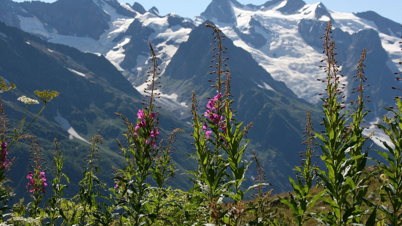 hory, Příroda, údolí, divočina, Alpy, plošina, hřbet, hora, květ, flóra, vegetace, louka, dobrodružství, divoká rostlina, horských reliéf, landform, geografický rys, ekosystém, pohoří