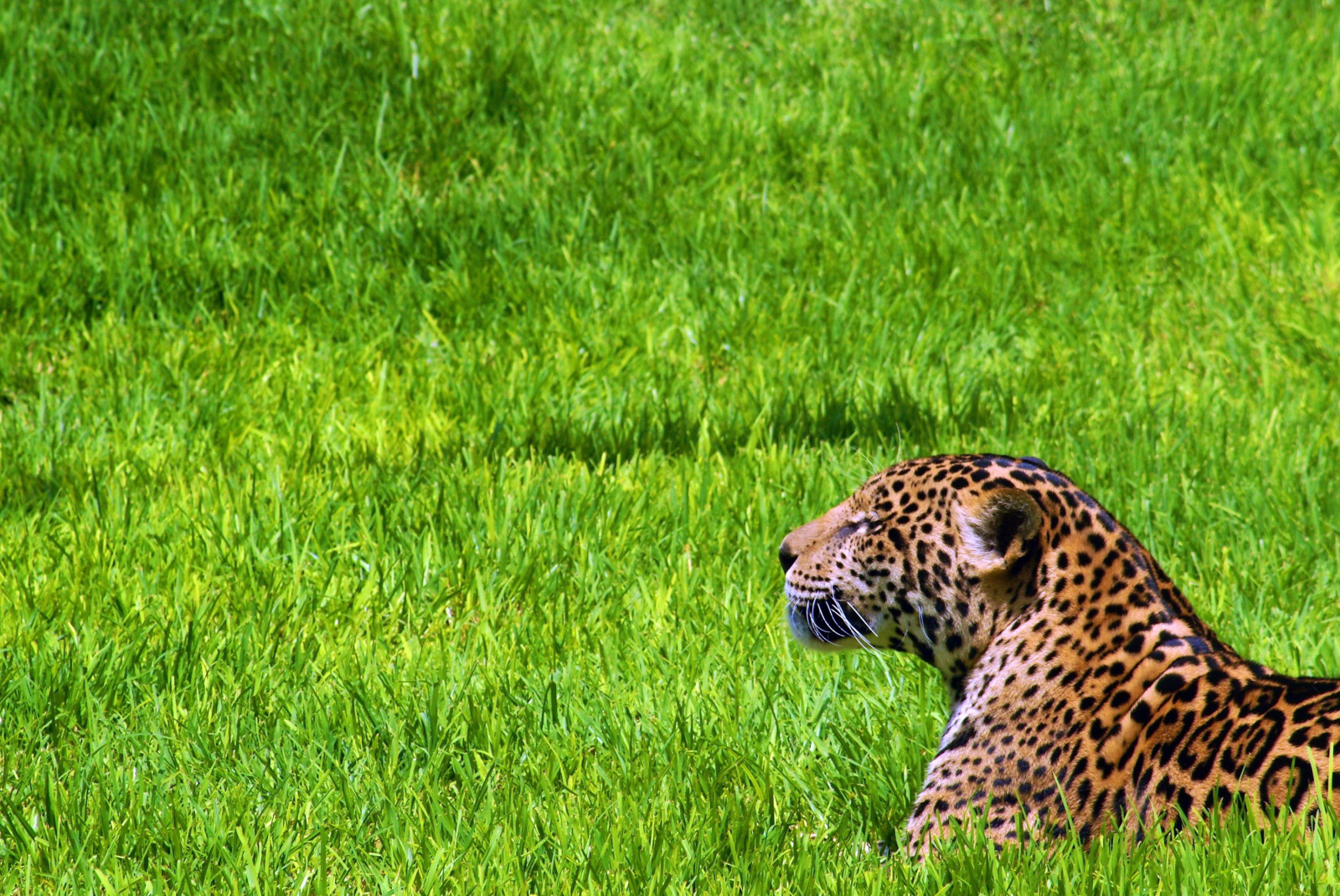 Wallpaper : Jaguar, grass, sit, predator 3000x2008 - wallhaven