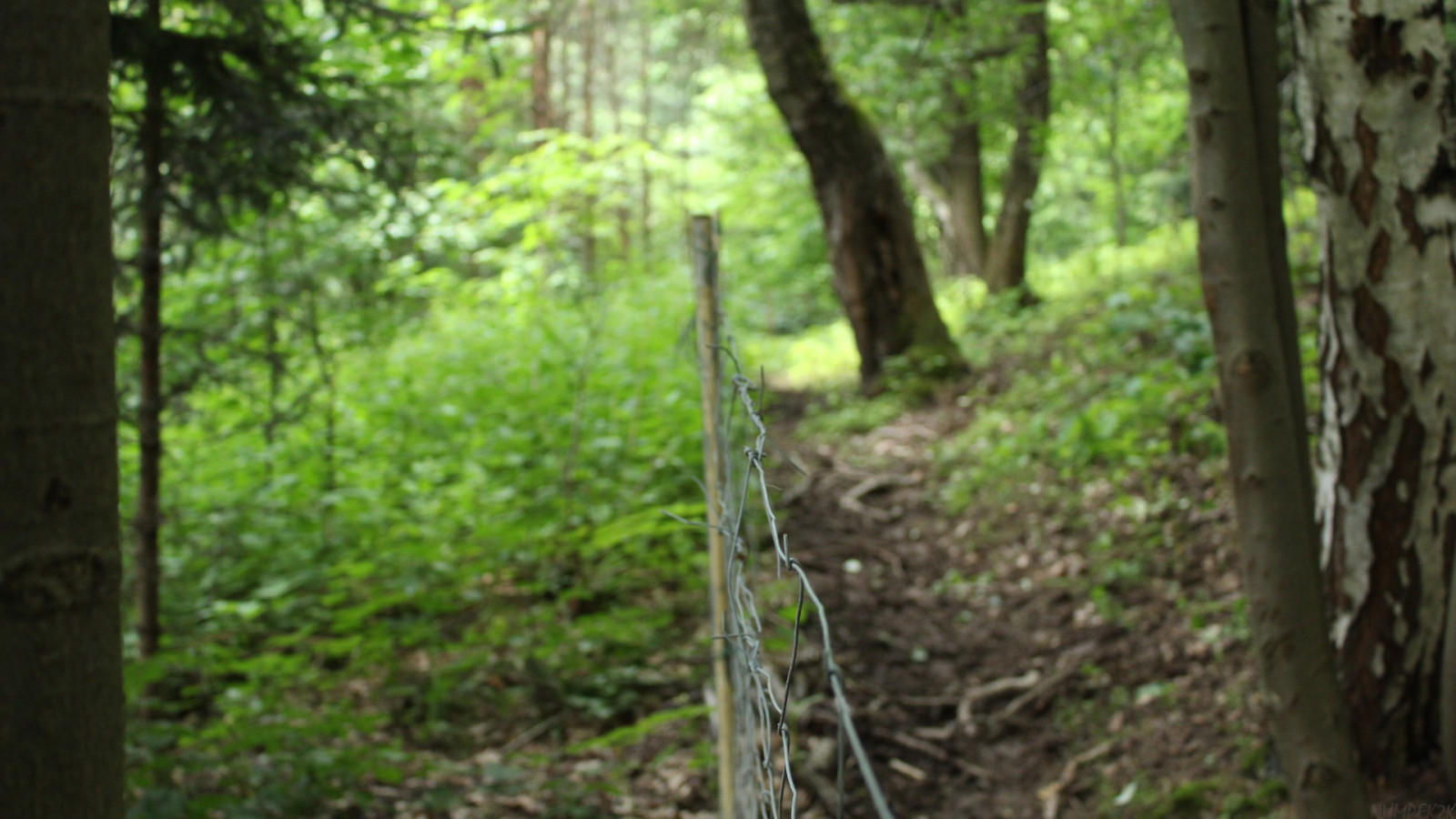 slunečnímu záření, stromy, les, Příroda, rostliny, zelená, drát, džungle, deštný prales, strom, stezka, zálesí, místo výskytu, přírodní prostředí, ekosystém, biome, prales, smíšený les, opadavý