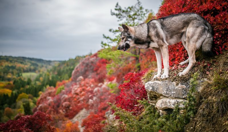 warna-warni, alam, anjing, hewan, di luar rumah warna-warni, alam, anjing, hewan, di luar rumah